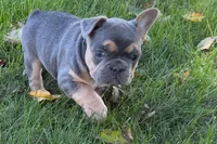 Kelly, a female French Bulldog for sale in Sturgis, MI – 3 of 10