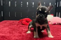 Zebra, a female French Bulldog for sale in Sturgis, MI – 4 of 9