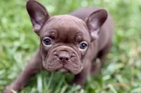 Clarabelle, a female French Bulldog for sale in Sturgis, MI – 5 of 10