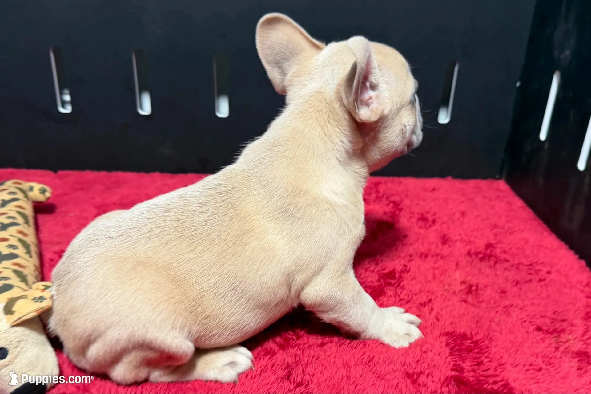 Luke, a  French Bulldog for sale in Sturgis, MI – 7 of 10