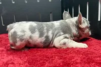 Zink, a female French Bulldog for sale in Sturgis, MI – 7 of 7