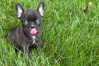 Verle, a male Frenchton for sale in Sturgis, MI – 6 of 6