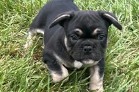 Grumpy, a male French Bulldog for sale in Sturgis, MI – 4 of 9