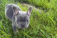 Ronnie, a male French Bulldog for sale in Sturgis, MI – 8 of 10
