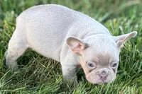 Babe, a female French Bulldog for sale in Sturgis, MI – 4 of 10