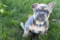 Kelly, a female French Bulldog for sale in Sturgis, MI – 4 of 10