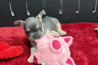 Zilo, a male French Bulldog for sale in Sturgis, MI – 4 of 10