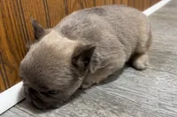 Ruthie, a female French Bulldog for sale in Sturgis, MI – 8 of 9