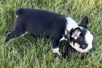 Cecil , a male French Bulldog for sale in Sturgis, MI – 2 of 9