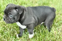 Remy , a male Frenchton for sale in Sturgis, MI – 9 of 10