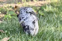 Greta, a female French Bulldog for sale in Sturgis, MI – 2 of 8