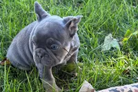 Kanto , a male French Bulldog for sale in Sturgis, MI – 7 of 9