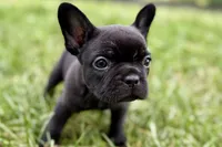 Clover, a female French Bulldog for sale in Sturgis, MI – 9 of 9