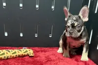 Zack , a male French Bulldog for sale in Sturgis, MI – 5 of 10