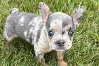 Kirby, a male French Bulldog for sale in Sturgis, MI – 2 of 8