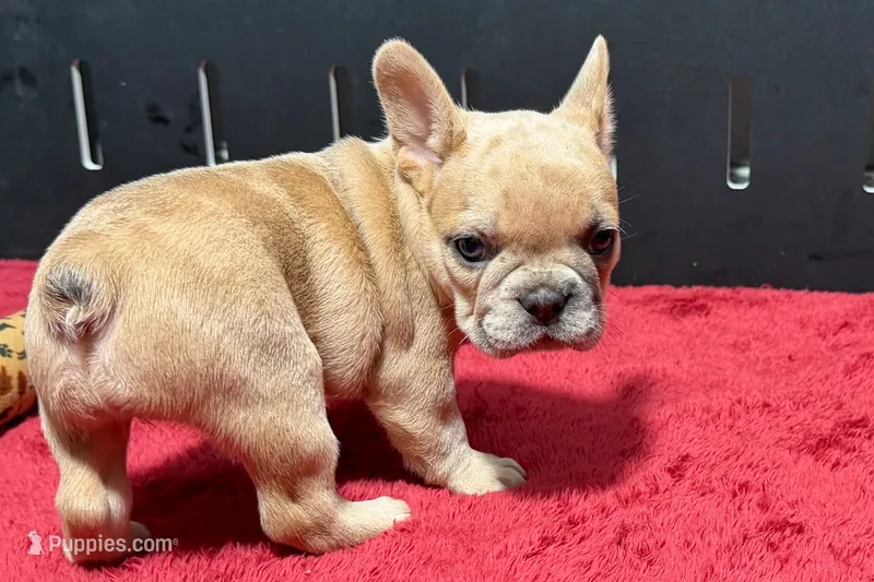 Lacy – French Bulldog puppy for sale in Sturgis, MI