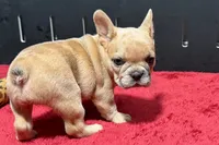 Lacy, a  French Bulldog for sale in Sturgis, MI – 1 of 10