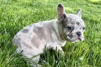 Gizmo, a male French Bulldog for sale in Sturgis, MI – 5 of 10