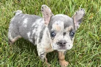 Kirby, a male French Bulldog for sale in Sturgis, MI – 5 of 8