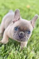 Blu, a male French Bulldog for sale in Sturgis, MI – 5 of 10