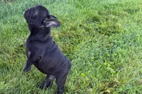 Pearl, a female French Bulldog for sale in Sturgis, MI – 10 of 10