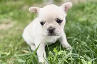 Skye , a female French Bulldog for sale in Sturgis, MI – 5 of 9