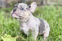 Greta, a female French Bulldog for sale in Sturgis, MI – 3 of 9