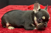 Zebra, a female French Bulldog for sale in Sturgis, MI – 2 of 8