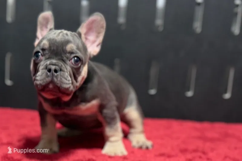 Xyla  – French Bulldog puppy for sale in Sturgis, MI