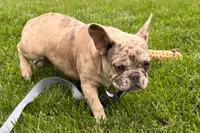 Gizmo, a male French Bulldog for sale in Sturgis, MI – 2 of 10