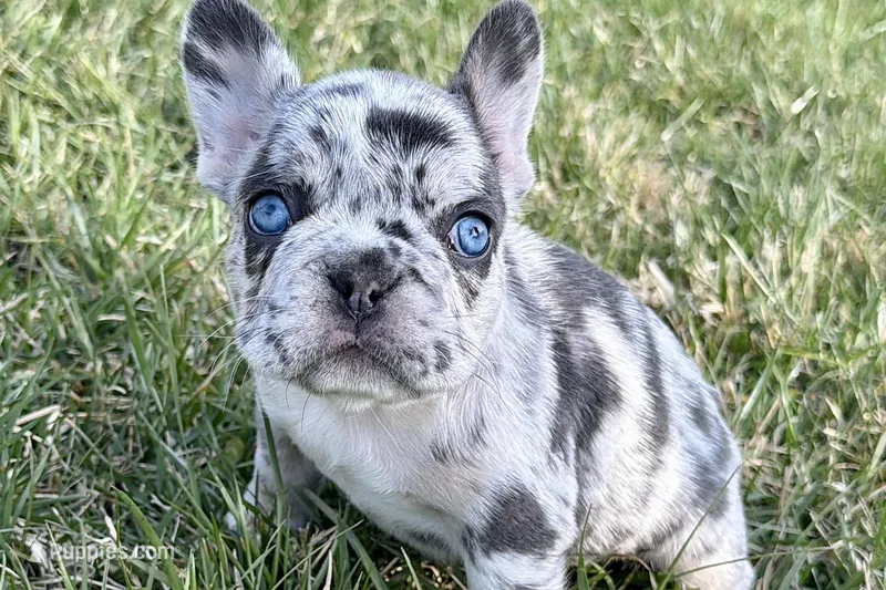 Jade – French Bulldog puppy for sale in Sturgis, MI