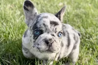 Jade, a female French Bulldog for sale in Sturgis, MI – Photo 5 of 10