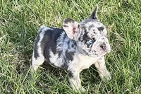 Jade, a female French Bulldog for sale in Sturgis, MI – Photo 4 of 10