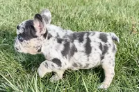 Jade, a female French Bulldog for sale in Sturgis, MI – Photo 8 of 10