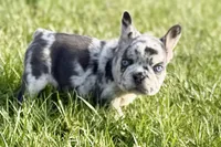 Jade, a female French Bulldog for sale in Sturgis, MI – Photo 2 of 10