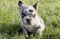 Jade, a female French Bulldog for sale in Sturgis, MI – Photo 6 of 10