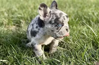 Jade, a female French Bulldog for sale in Sturgis, MI – Photo 9 of 10