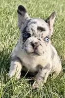 Jade, a female French Bulldog for sale in Sturgis, MI – Photo 3 of 10