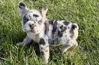 Jade, a female French Bulldog for sale in Sturgis, MI – Photo 10 of 10