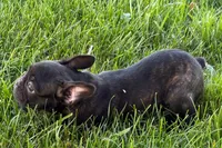 Verle, a male Frenchton for sale in Sturgis, MI – 6 of 10