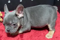 Ronnie, a male French Bulldog for sale in Sturgis, MI – 5 of 7