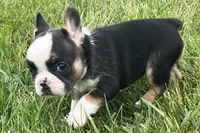 Frizzle, a female French Bulldog for sale in Sturgis, MI – 3 of 9
