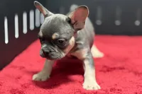 Zilo, a male French Bulldog for sale in Sturgis, MI – 6 of 9