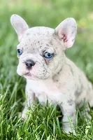 Glory, a female French Bulldog for sale in Sturgis, MI – 2 of 10