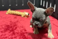 Ronnie, a male French Bulldog for sale in Sturgis, MI – 3 of 7