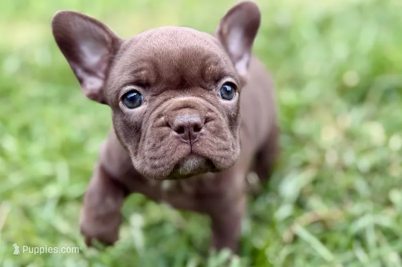 Clarabelle – French Bulldog puppy for sale in Sturgis, MI