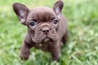 Clarabelle, a female French Bulldog for sale in Sturgis, MI – 1 of 10