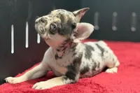 Zero, a female French Bulldog for sale in Sturgis, MI – 5 of 10