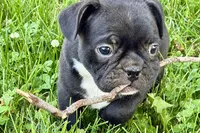 Queenie, a female Frenchton for sale in Sturgis, MI – 6 of 9