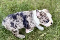 Rebel, a male Frenchton for sale in Sturgis, MI – 3 of 10